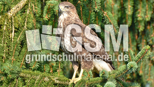 Mäusebussard (4).jpg